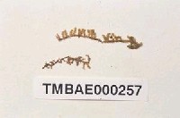 藏品(白苔)的圖片